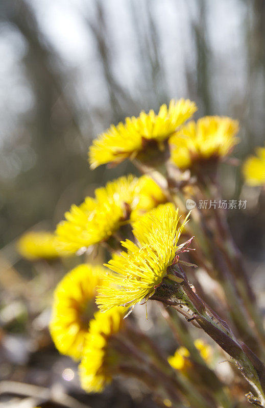 钶钽钽(Tussilago farfara)